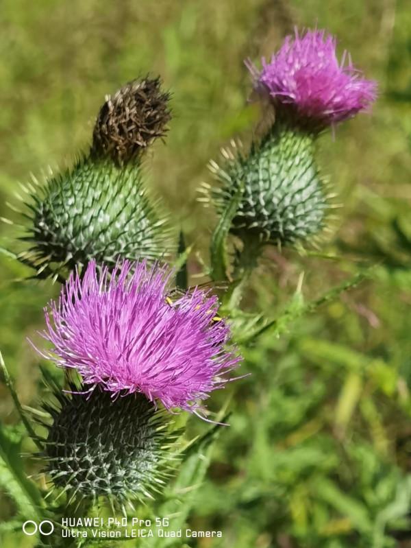 草本植物—飛廉