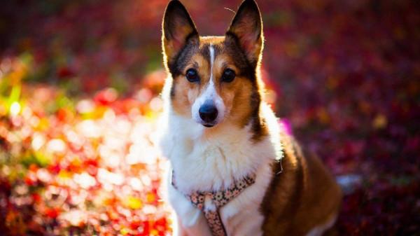 會撒嬌的人好命,但就是學不會撒嬌的星座,性格直得像鋼鐵 會撒嬌的人好命,但就是學不會撒嬌的星座,性格直得像鋼鐵