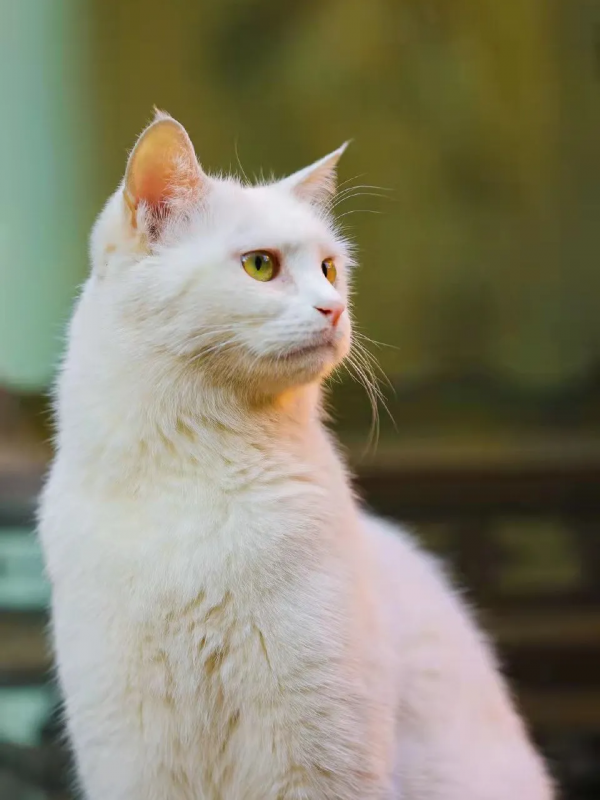 小嶽嶽：你知道我為了紅有多努力嗎？