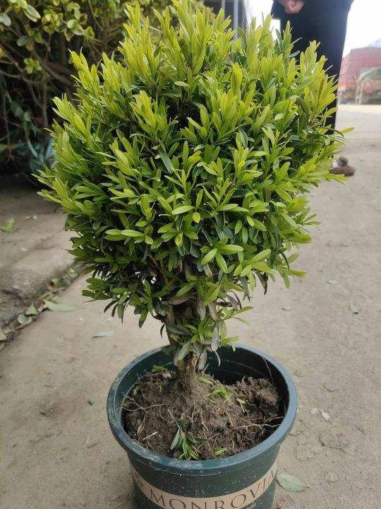 4種富貴花，陽臺養一盆好養又聚財，秋天正合適