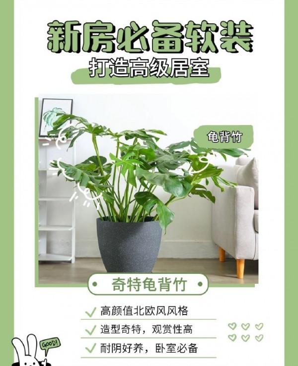 家居博主超愛的6款網紅綠植大公開！新房軟裝必備