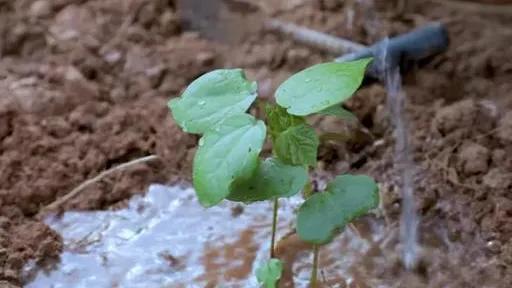 李子柒傳播的十大東方文化十首詩（前五），她與薇婭你更喜歡誰？