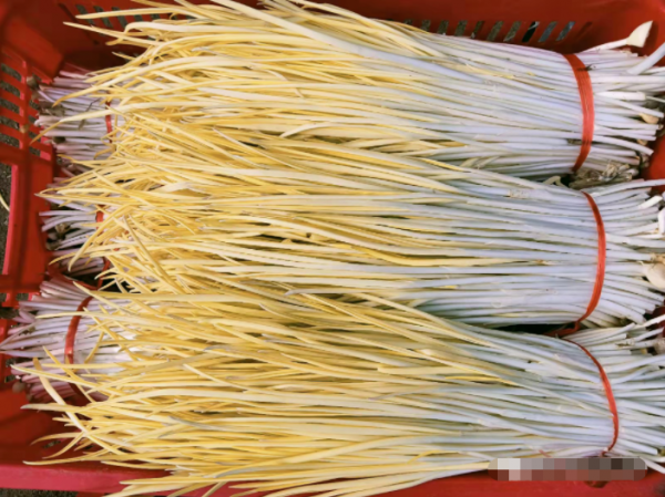 每畝淨賺2+3萬元！神山鎮種植蒜黃有“錢”途一起奔向致富路