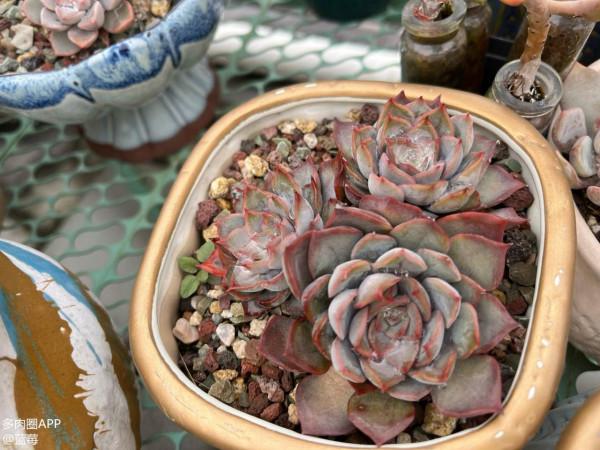 分享一些品種的養護技巧，趕緊收藏，刷過了就找不到啦