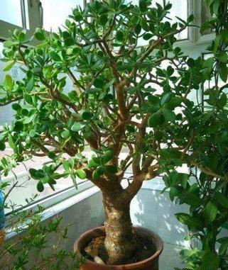 養玉樹3個“控養法”,學會剋制,才能長成“玉樹臨風”的大盆景 養玉樹3個“控養法”,學會剋制,才能長成“玉樹臨風”的大盆景