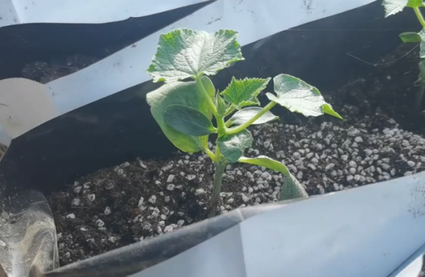 作物根系差，如何正確使用生根劑？作用不一樣，別用錯