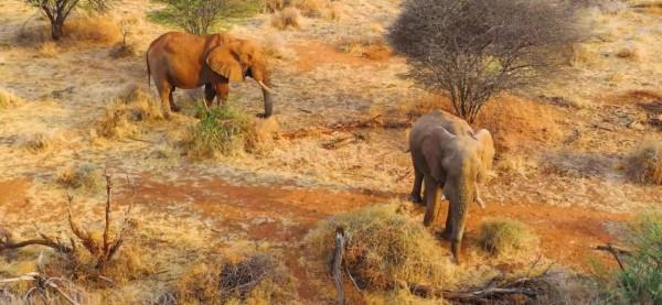 非洲的動物們！（二）