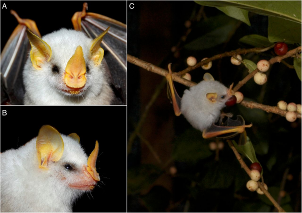 35個硬核動物鏡頭：狠人騎電動車馱鱷魚回家，狂躁症貓咪見人就打