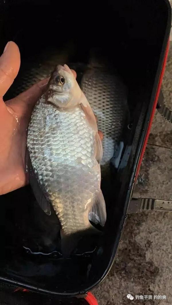 深秋只有這幾種天氣最適合釣魚，錯過了就可惜了