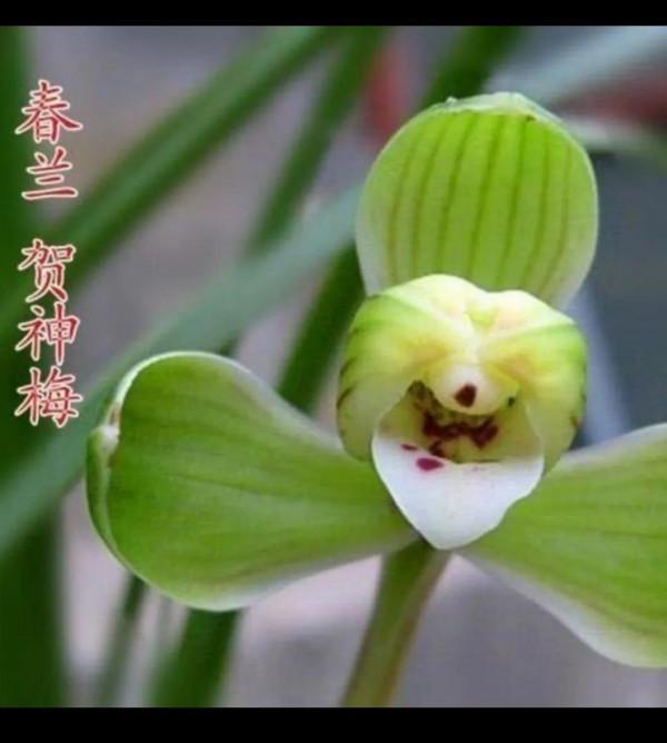 為什麼很多人養花養不活