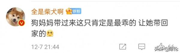 當流浪狗把孩子帶給你看，那是得多信任你呀