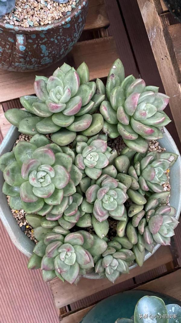 入冬的多肉 入冬的多肉