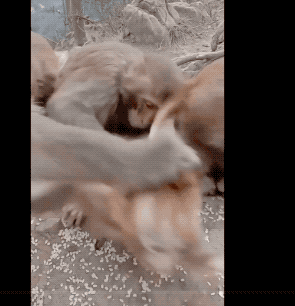 35張罕見的照片，鷹與2只烏鴉2只喜鵲“打群架”，喜鵲與烏鴉一夥