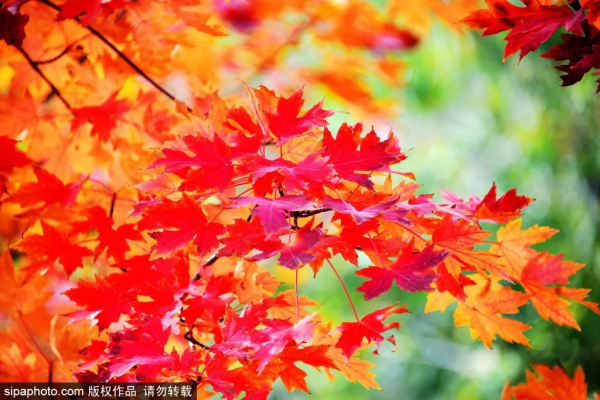 部分免費！北京賞秋“價效比”最高選擇都在這兒了！