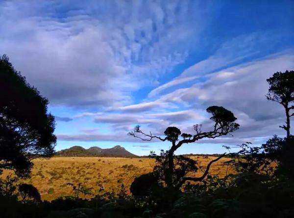 斯里蘭卡--回味無窮的青橄欖