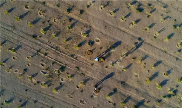 馬雲斥巨資在沙漠裡種的樹，如今成啥樣了？