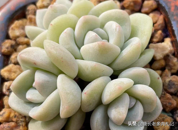 給多肉噴藥？請注意7點，要不你可能把多肉噴掛了，自己還出問題