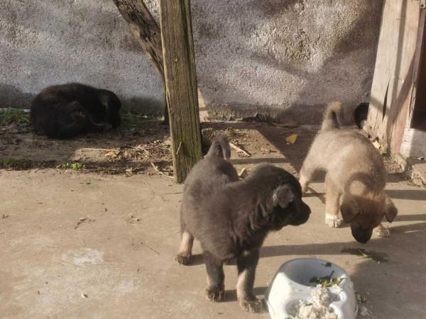 棄狗:怪只怪你的血統不夠高貴 棄狗:怪只怪你的血統不夠高貴