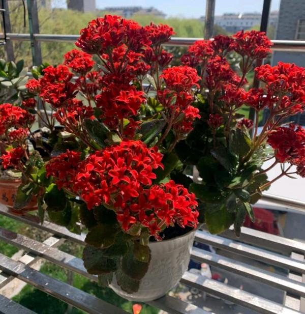 “24種”適合冬天種植的花草,現在種,來年春天花開滿園 “24種”適合冬天種植的花草,現在種,來年春天花開滿園