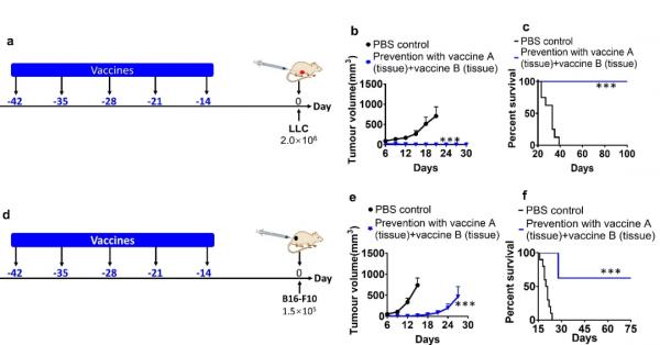 「Advanced Materials」將癌細胞或腫瘤組織全細胞組分重組成奈米疫苗可有效預防和治療多種癌症