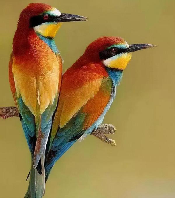 分享圖片心心相惜，不離不棄的鳥精靈