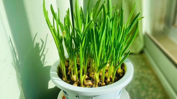 立春後要常吃這6種菜,跟著季節吃時令,古人的養生智慧要善用 立春後要常吃這6種菜,跟著季節吃時令,古人的養生智慧要善用