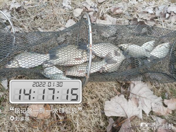 來自北賽湖探釣意外發現——外來物種