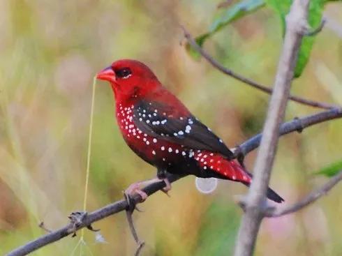 紅色鳥的圖片 紅色鳥的圖片