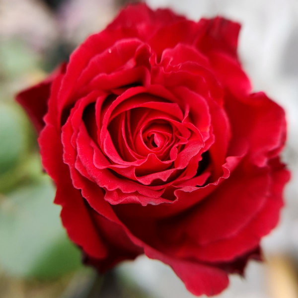 冬天要多喝花茶，暖身子也養身子，關鍵是還不用花錢