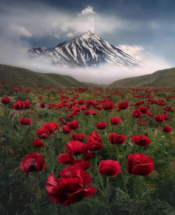 冬日裡的山與花