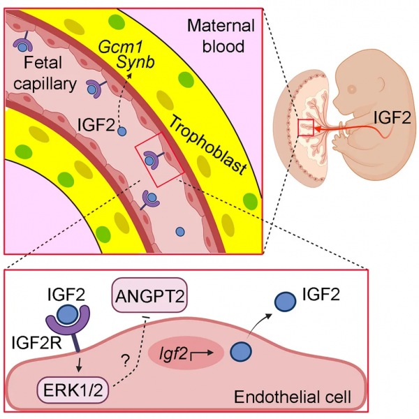 長度2.8奈米的碳奈米管分子結電晶體問世,​中國國際頂刊論文數量達世界第二丨一週科技導讀 長度2.8奈米的碳奈米管分子結電晶體問世,​中國國際頂刊論文數量達世界第二丨一週科技導讀