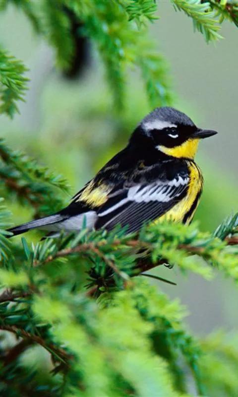 分享&mdash;&mdash;天生麗質的鳥兒