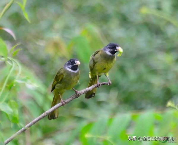 分享——比翼鳥