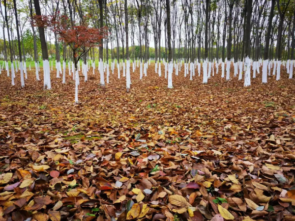 秋分來了,一粥一湯順時養生 秋分來了,一粥一湯順時養生
