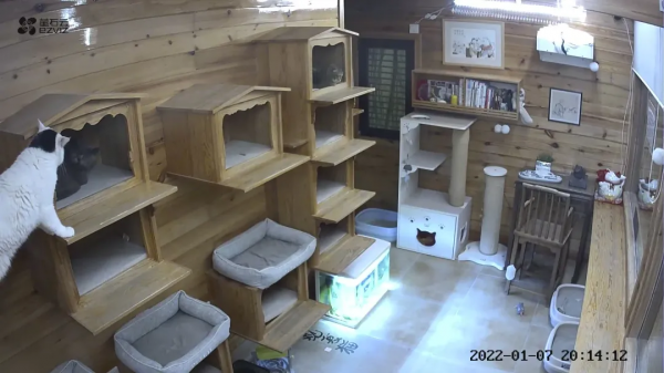 辛丑年末的冬天，是寶藍色