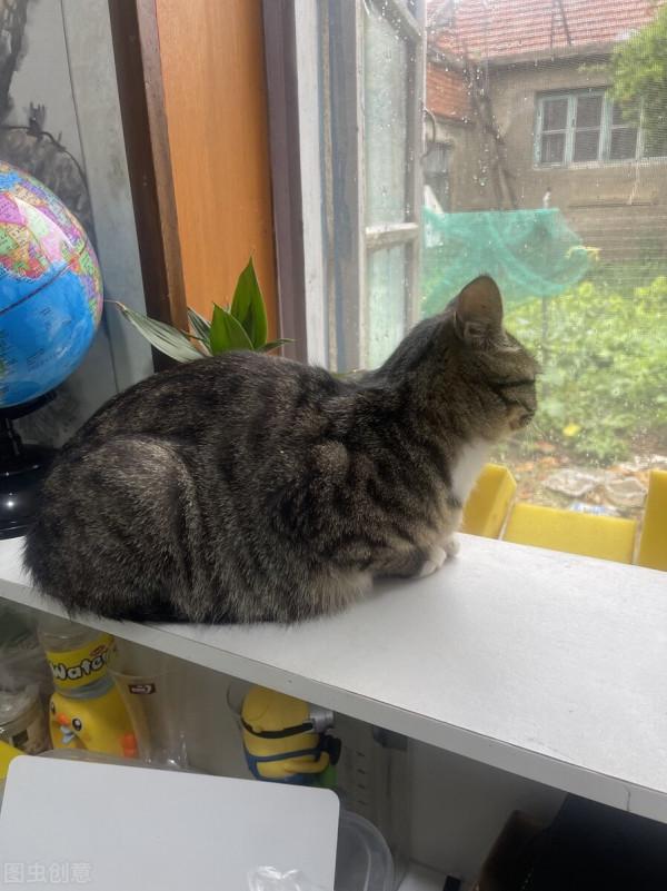 又到大雪時，美元可安否？記一隻極度憎恨男人的狸花貓