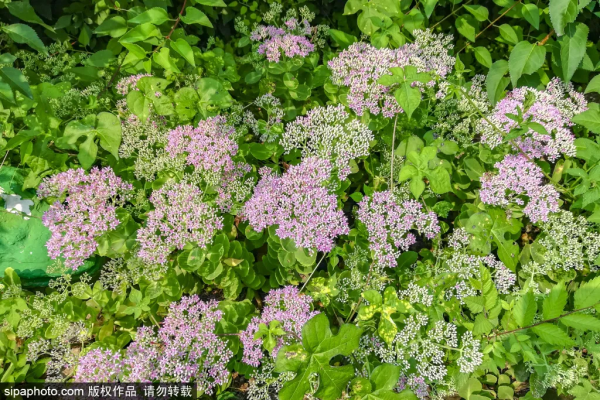 免門票！森林公園裡藏著個“小內蒙古”，還免費停車~