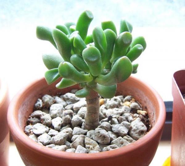 “吸財”多肉筒葉花月,該如何養好?牢記4點,輕鬆上色出狀態 “吸財”多肉筒葉花月,該如何養好?牢記4點,輕鬆上色出狀態