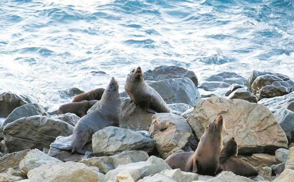 林草科普|斑海豹提前一月回到遼河口 林草科普|斑海豹提前一月回到遼河口