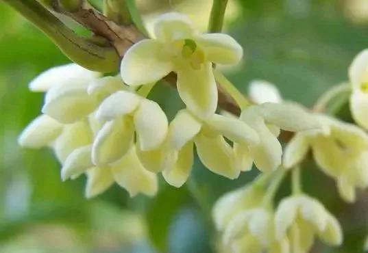 農曆8月20開始,養這幾款植物,花開芳香四溢,養家裡賞心悅目 農曆8月20開始,養這幾款植物,花開芳香四溢,養家裡賞心悅目