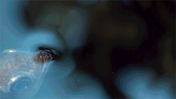 魚類家族的神射手—射水魚