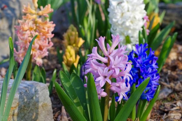 50種冬季裡開放的花卉，這些花最合適在冬季裡養