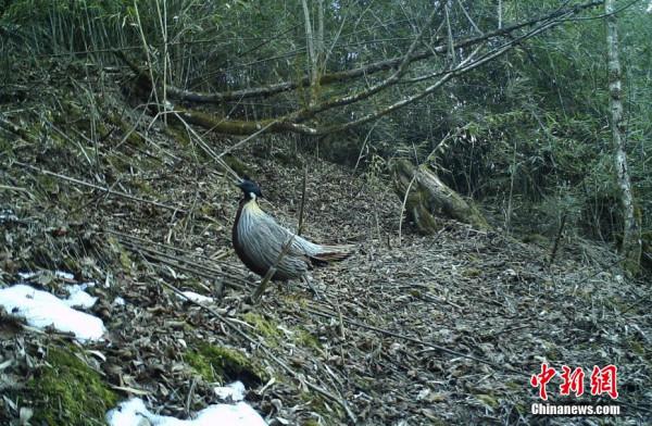 四川栗子坪保護區紅外相機拍到多種珍稀野生動物