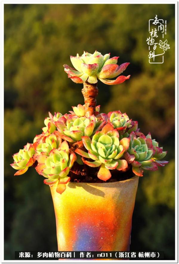 養多肉，莫忘初心，原本我只是想養一顆花