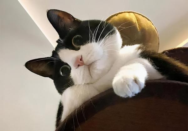 你養的貓,能看出你的性格,你覺得準嗎? 你養的貓,能看出你的性格,你覺得準嗎?