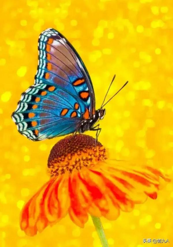 好漂亮的蝴蝶，美麗的草原我的家風景如畫