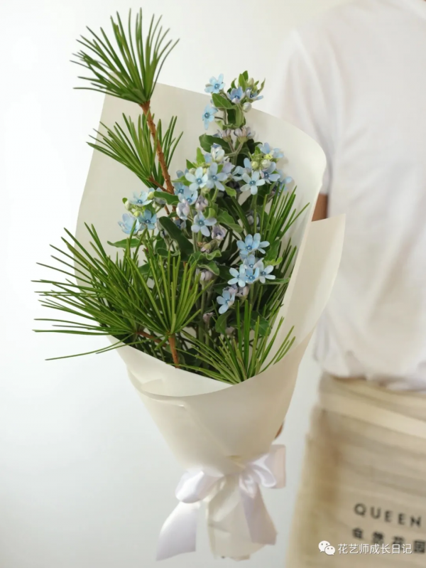 每日一花 | 日本金松,生活就要“放青松”~vol.14 每日一花 | 日本金松,生活就要“放青松”~vol.14