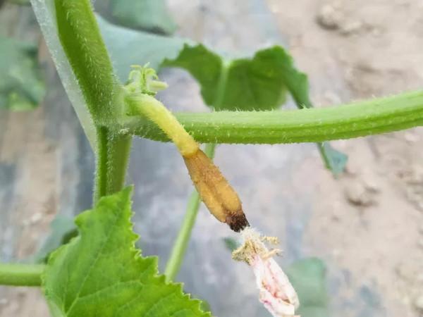 冬季大棚加溫要注意,以免降低蔬菜品質 冬季大棚加溫要注意,以免降低蔬菜品質