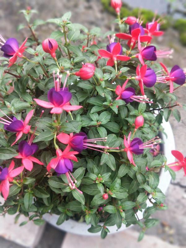 古人說的盆花五姊妹，一個比一個漂亮，放在居室真美觀