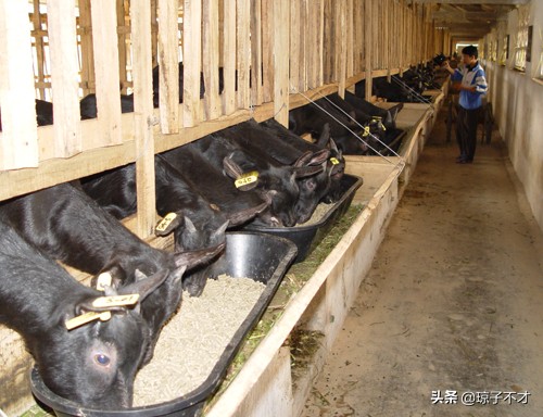 農村有一種加工後的副產品適合餵羊,可有效降低養殖成本 農村有一種加工後的副產品適合餵羊,可有效降低養殖成本